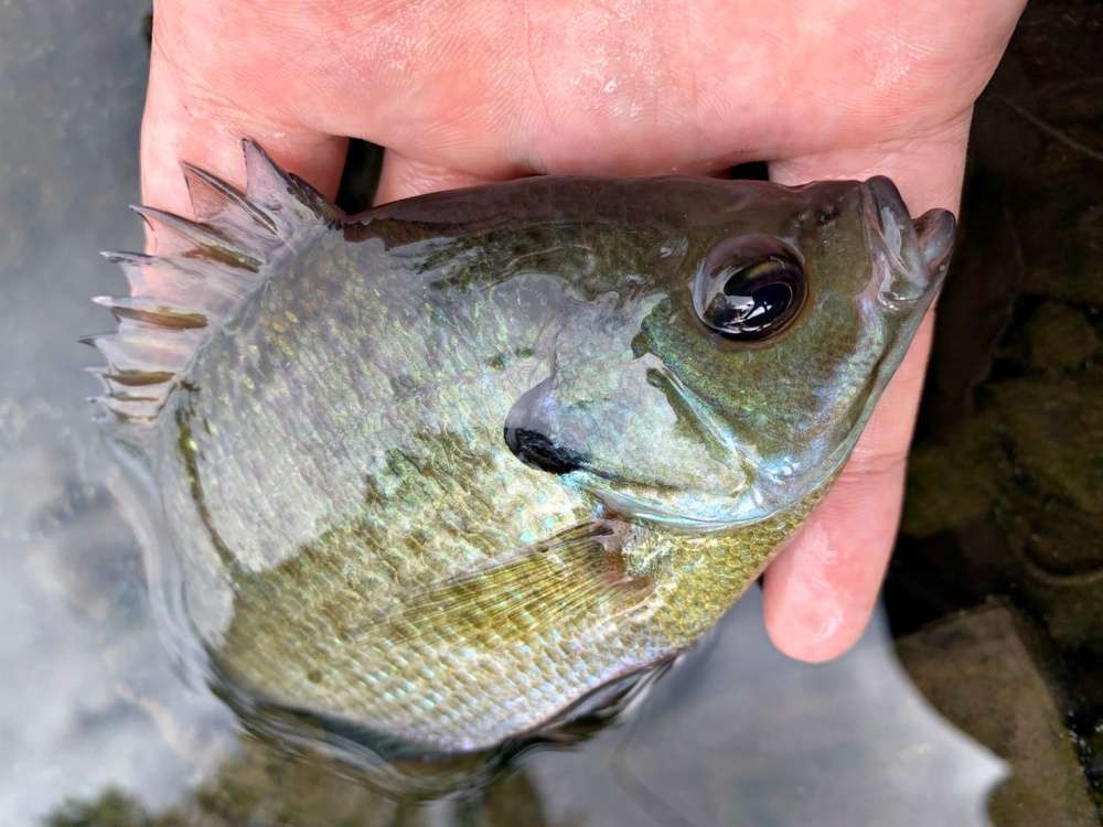 ブルーギルと天皇陛下の関係って？美味しく食べる方法や釣り方もチェック！