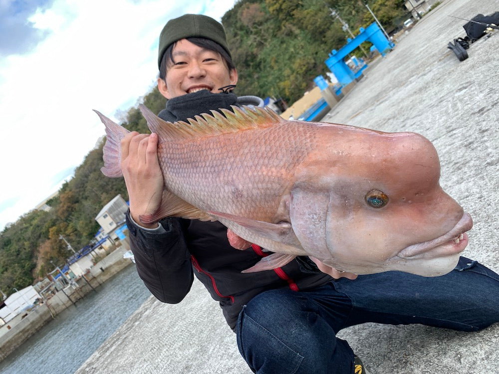 コブダイのコブはオスにしかない？性転換する不思議な魚！