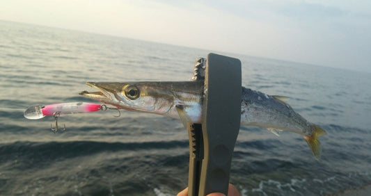 カマス釣りで人気な2つの釣法！数釣りを楽しもう！