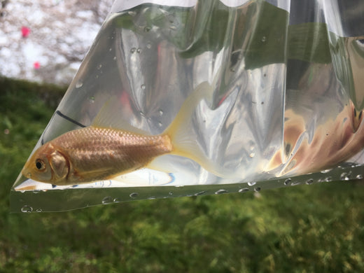 金魚すくいのコツを徹底解説！すくった後の注意点は？