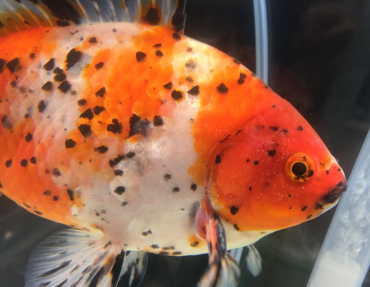 隼人錦は和金型のジャンボな金魚！通販でも手に入る？ – Fish Paradise