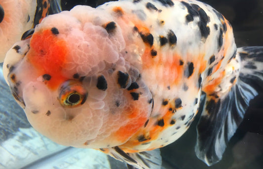 金魚53種類と見分け方！体型や鱗、体色などが多彩な鑑賞魚！