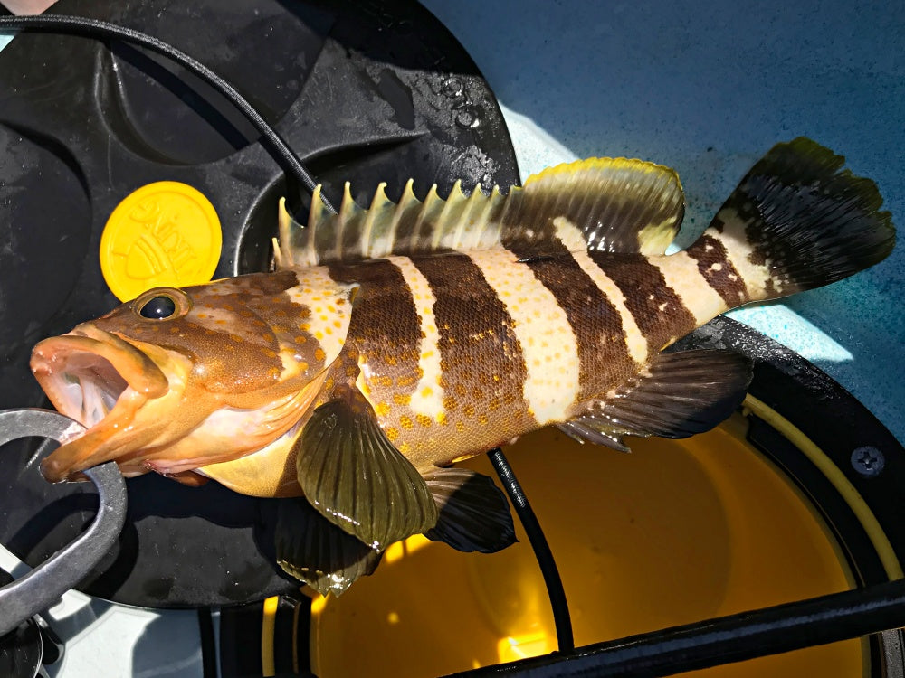 アオハタ（キハタ）の旬や美味しい料理！キジハタとの見分け方は？