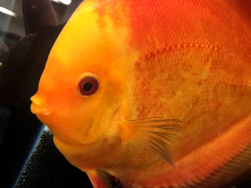 熱帯魚の王様ディスカスの飼育&繁殖法！ミルクで子育てするって本当！？