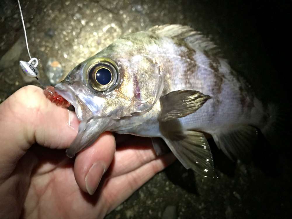 メバル釣りのタックルや釣り方は？釣って楽しい食べて美味！