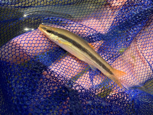 ムギツクは托卵する珍しい魚！飼育法や他種との見分け方は？
