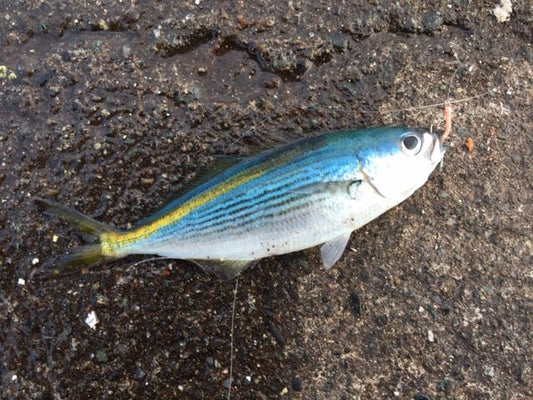 タカベは小さくても美味な高級魚！料理や旬、釣り方など