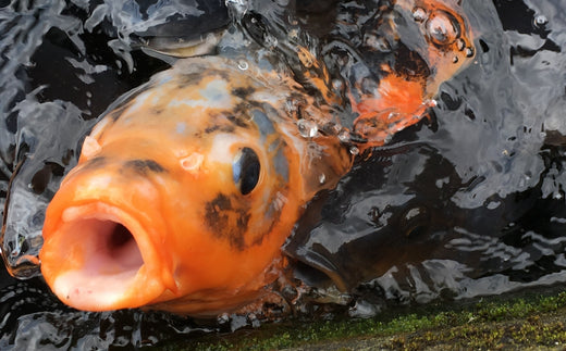 泳ぐ宝石、錦鯉の魅力とは？実は水槽でも飼える！？