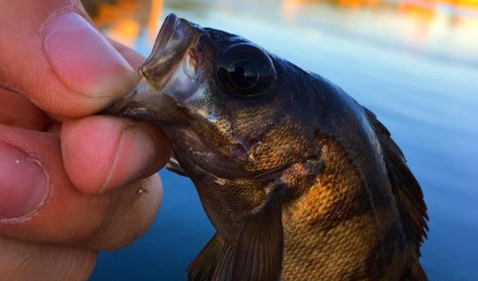メバルという魚はいない！？意外と知らないメバルの真実！