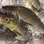 イサキは出世魚ですか？