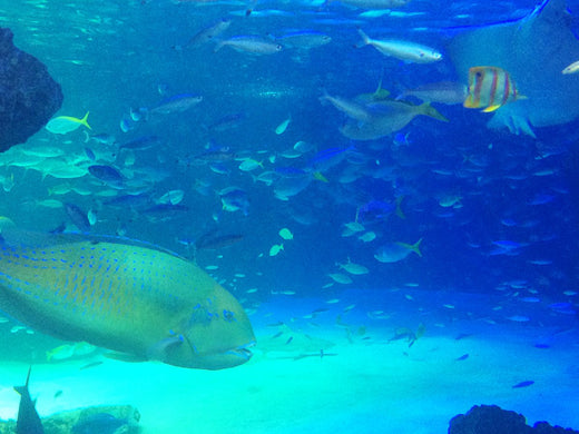 神奈川のおすすめ水族館9選！珍しい魚やおもしろ展示がいっぱい！