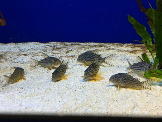 田砂の特徴や使い方！水草育成は可能なの？