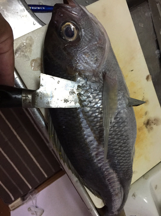 魚のウロコ取りのコツとは？しっかり処理して美味しく魚を頂こう！
