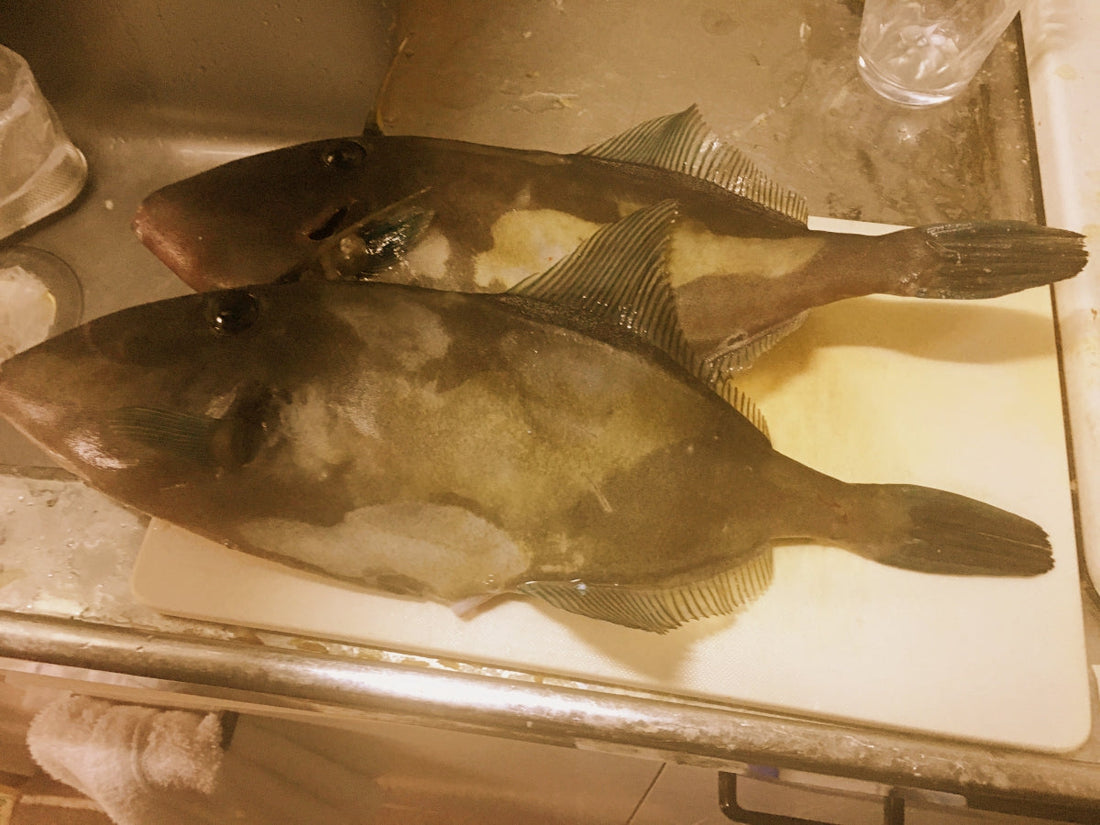 ウマヅラハギの生態や見分け方は？旬やオススメレシピ、捌き方も！