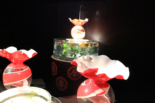 金魚鉢でおしゃれにアクアリウム！おすすめ7選と鉢飼育のコツ