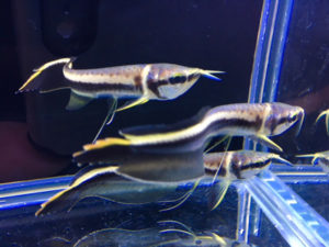 ブラックアロワナは90cm水槽でも飼育可能？餌や飼い方のコツは？