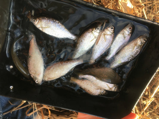 ヤリタナゴの特徴や生態、飼育方法、釣り！近縁種との見分け方は？