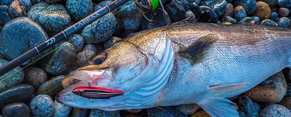 青物ロッド ダイワ☆ショアスパルタン☆激安☆早い者勝ち☆平政