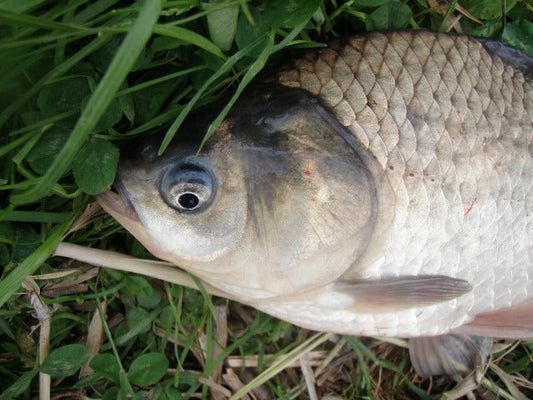 ヘラブナの特徴や生態！強い引きで人気のターゲット！