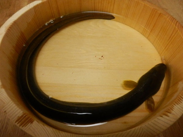 うなぎ釣りって難しい？適した時期やタックル、釣り方のコツ！