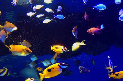 比重計おすすめ7選！海水魚の飼育水を正確に維持管理！