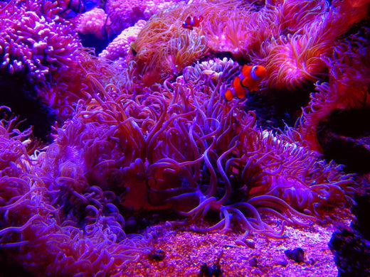 人工海水おすすめ9選と作り方！安全・健康な飼育水を作ろう！