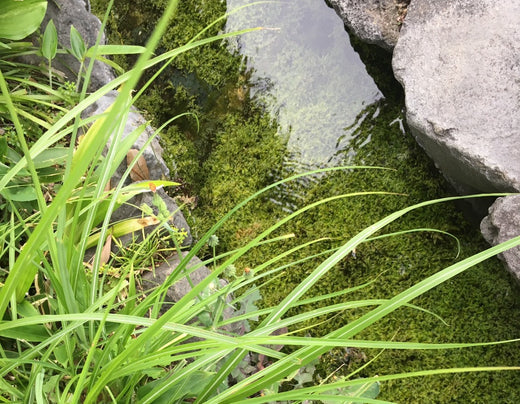 ビオトープで生活に癒しを！作成時の注意点とおすすめの植物・生体13選