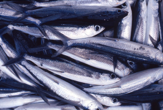 トビウオは空飛ぶ不思議な魚！島根の県魚は食べても美味！
