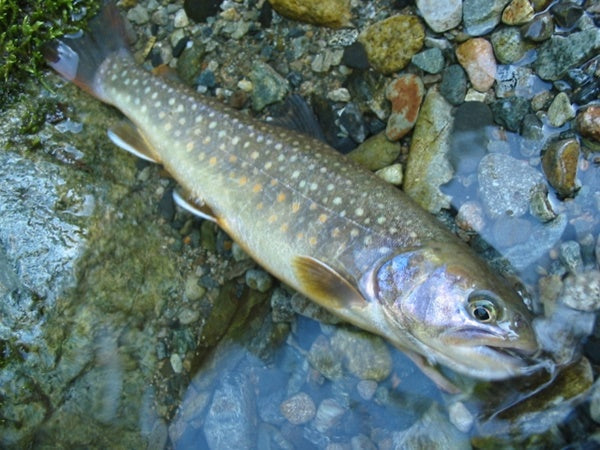 イワナ（岩魚）の生態や種類！飼育は難しいの？