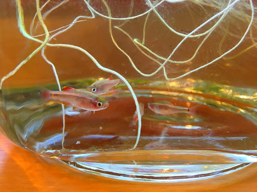 アカヒレの飼い方（餌・混泳・寿命など）！入門に最適な小型魚！