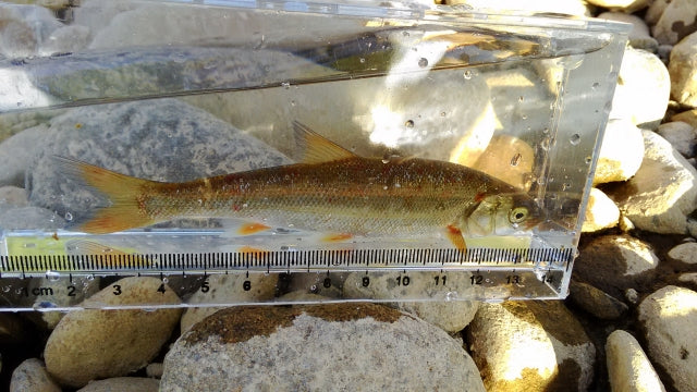 ウグイの特徴や生態を知ろう！釣り方やおすすめ料理は？