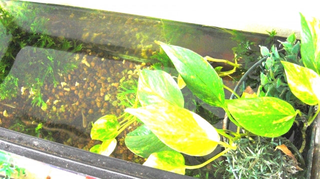 アクアポニックスって知ってる？おすすめキットや自作方法は？