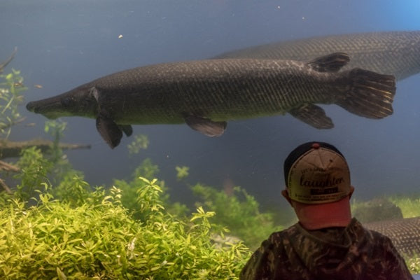 古代魚の代表種一覧！初心者でも飼育しやすい種類は？