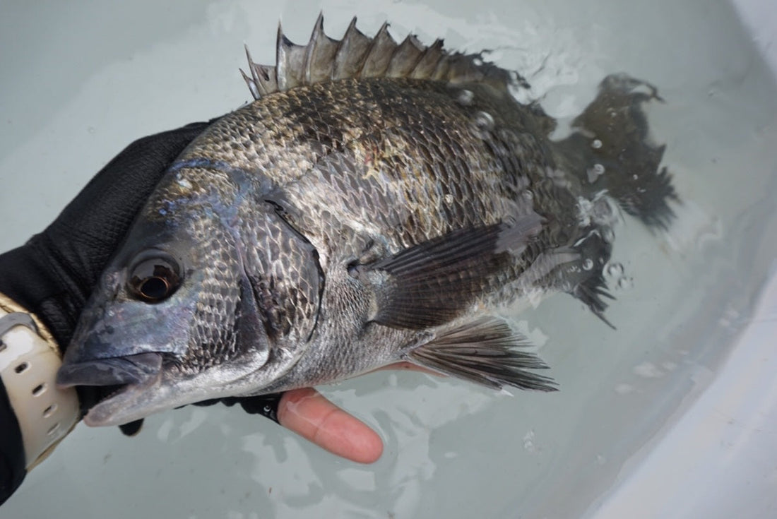 ぶっこみ釣りで意識する３項目！コツをおさえて大物ゲット！