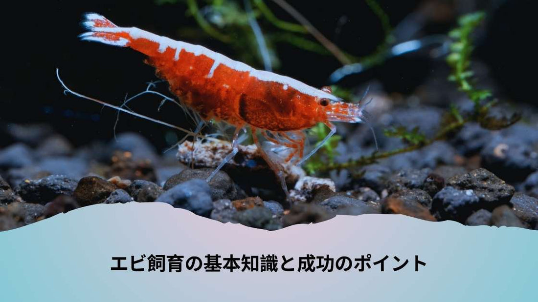 エビ飼育の基本知識と成功のポイント