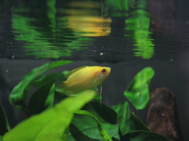 ゴールデンハニードワーフグラミーの飼育法！餌や混泳の注意点は？