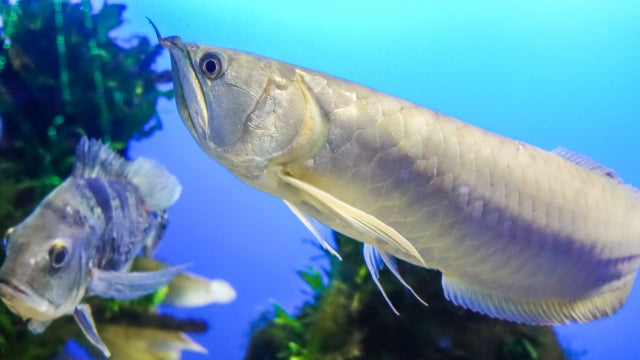 シルバーアロワナの飼育法！水槽設備や餌、混泳、注意する病気・症状など