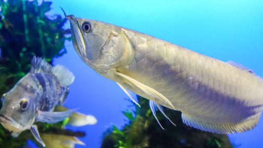 シルバーアロワナの飼育法！水槽設備や餌、混泳、注意する病気・症状など