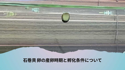 石巻貝 卵の産卵時期と孵化条件について