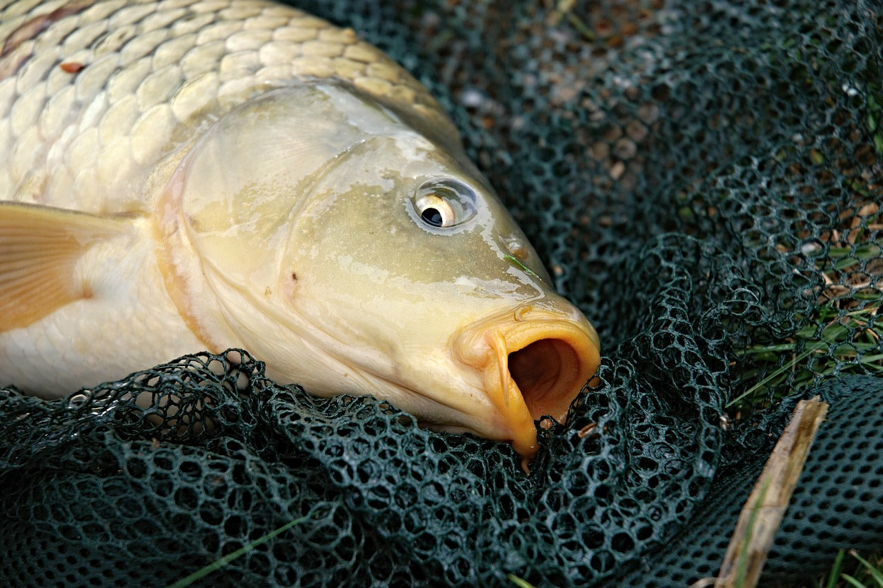 鯉釣りの基本と知っておきたい餌や釣り方！狙うはメーター超え！ – Fish Paradise