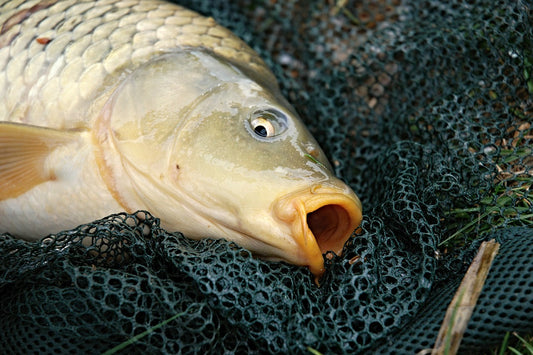 鯉釣りの基本と知っておきたい餌や釣り方！狙うはメーター超え！