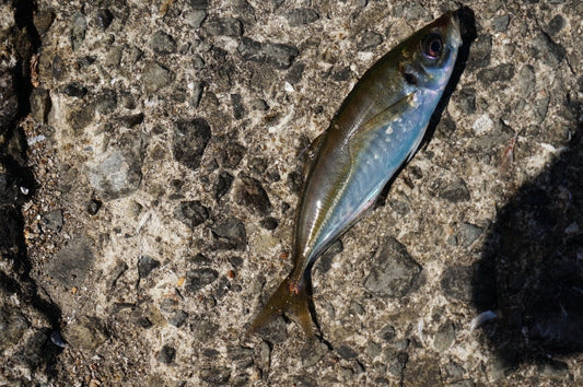 アジ釣り入門！釣果を上げるための仕掛けや釣り方は？