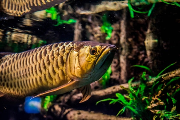 アロワナの飼育法やおすすめの販売店！混泳や気をつける病気は？
