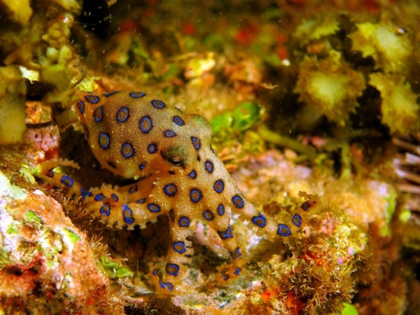 ヒョウモンダコの毒の種類や強さは？見た目は綺麗でも事故に注意！