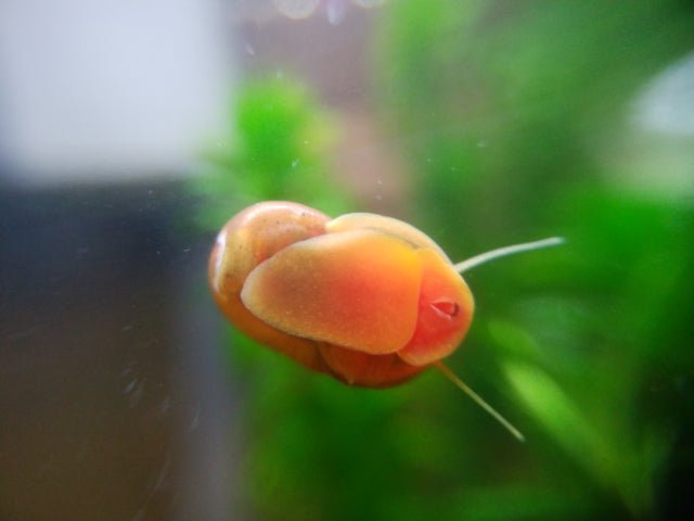 ラムズホーンを飼育しよう！増えすぎてしまった時の駆除方法は？