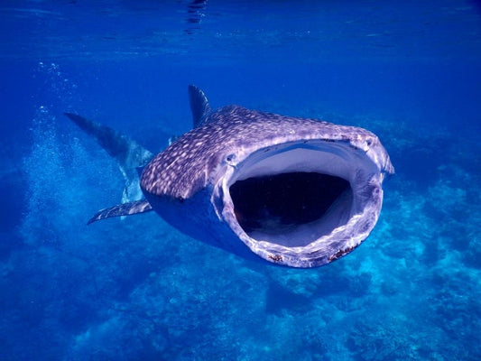 ジンベエザメは世界最大の魚類！水族館やダイビングでも出会える？