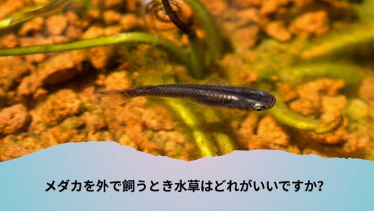 メダカを外で飼うとき水草はどれがいいですか？適切な種類と選び方ガイド