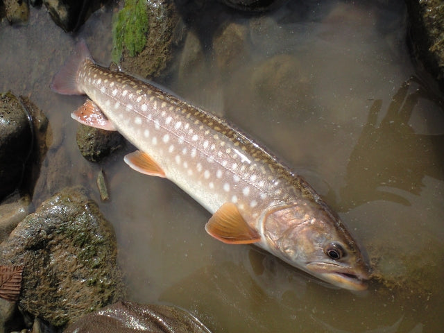 アメマスの生態や食性！イワナとアメマスは同種なの！？