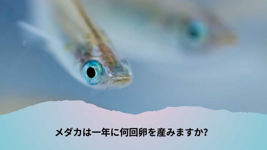 メダカは一年に何回卵を産みますか？繁殖周期と管理方法の解説