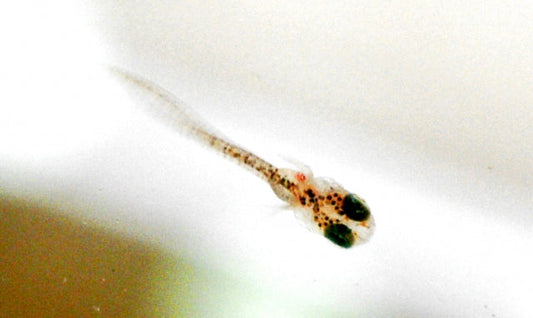 メダカの稚魚の育て方と生存率・成長速度をUPのコツ！グリーンウォーターはいいの？